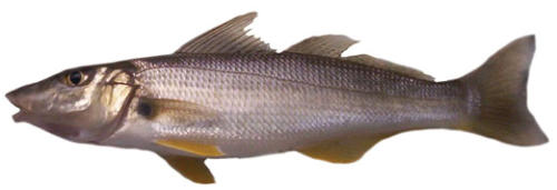 summer whiting