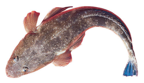 dusky flathead