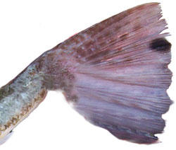 dusky flathead tail