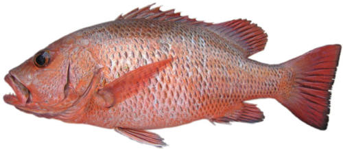mangrove jack