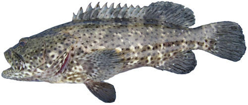 estuary cod