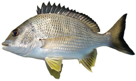 yellowfin bream