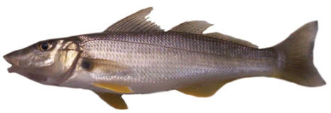 summer whiting