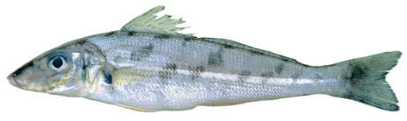 winter whiting
