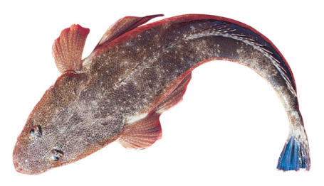 dusky flathead