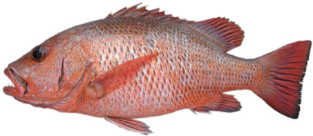 mangrove jack