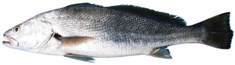 mulloway