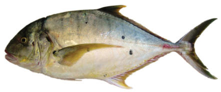 golden trevally