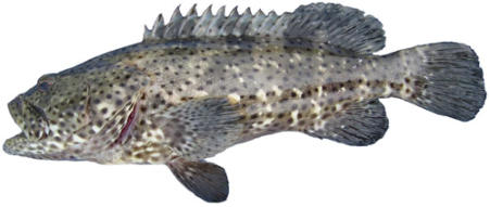 estuary cod