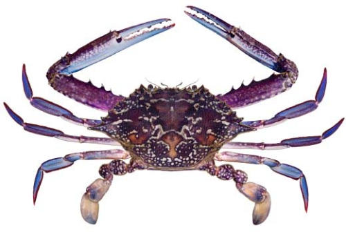 sand crab