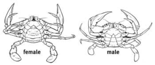 male and female crab