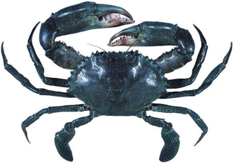 mud crab