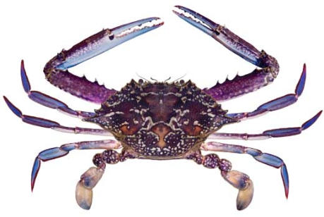 sand crab