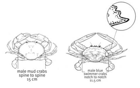 crab measurement