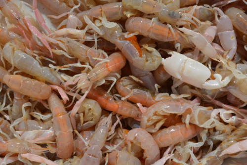 yabbies