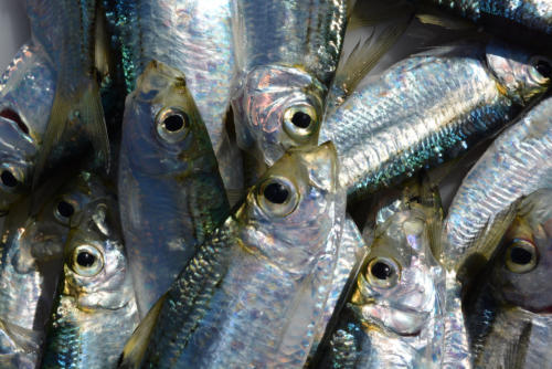 herring