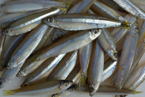whitebait