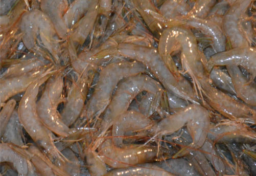 prawns