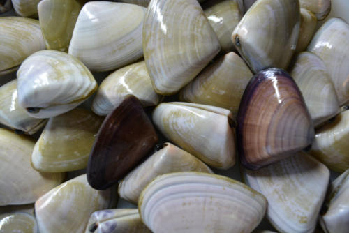 pipis