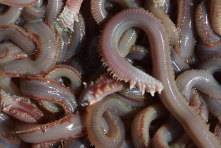 beach worms