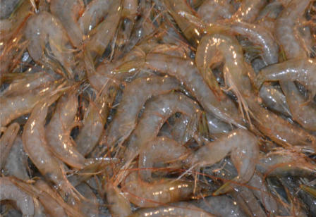 prawns
