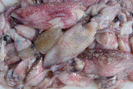 squid
