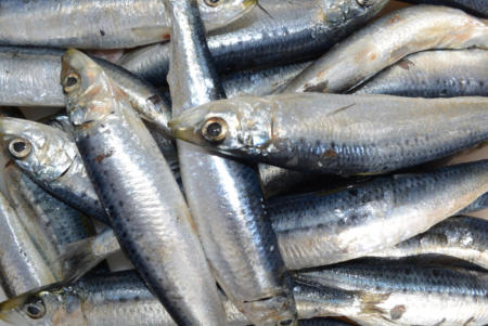 WA pilchards
