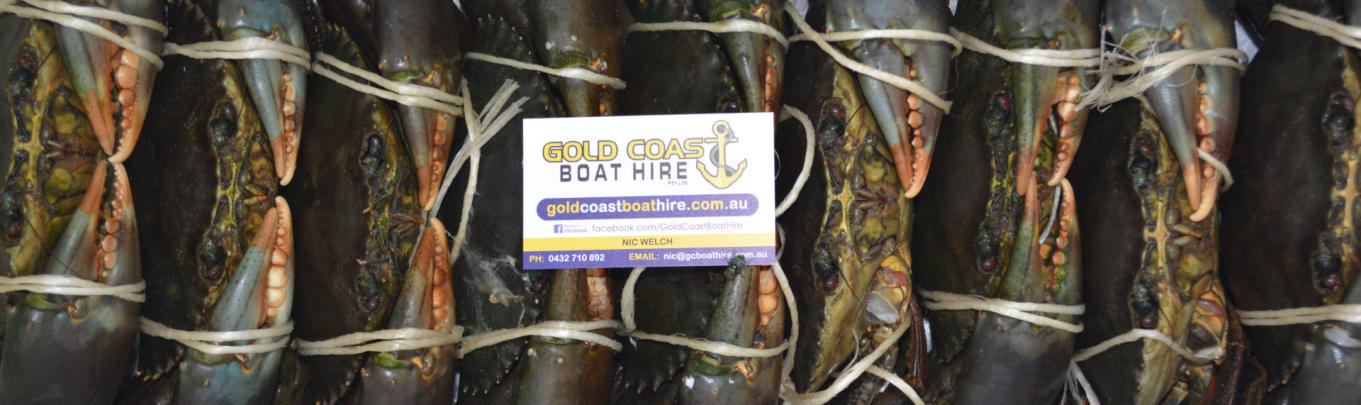 Gold Coast mud crabs