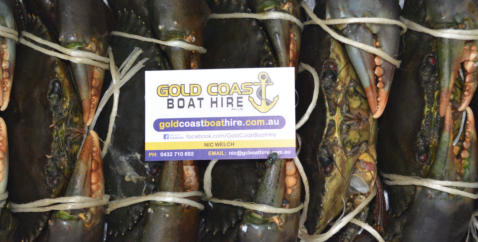 Gold Coast mud crabs