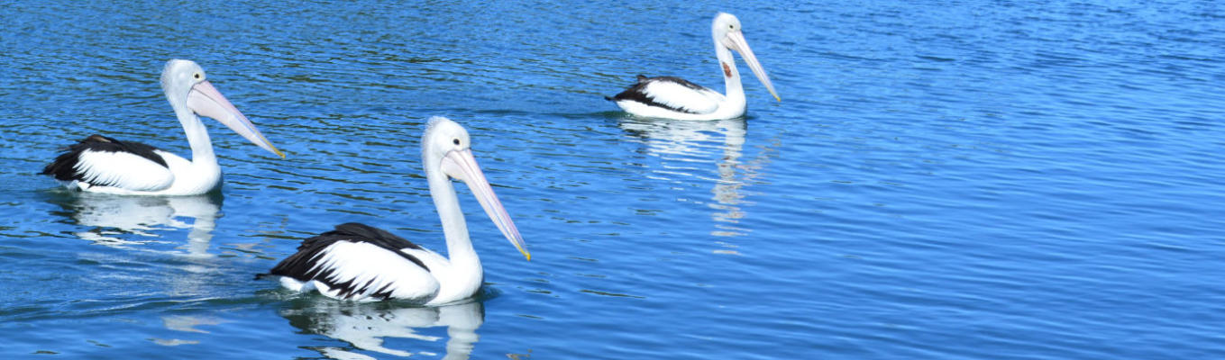 pelicans