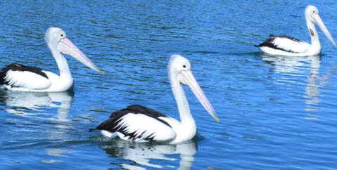 pelicans