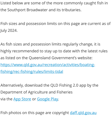 Listed below are some of the more commonly caught fish in the Southport Broadwater and its tributaries.  Fish sizes and possession limits on this page are current as of July 2024.  As fish sizes and possession limits regularly change, it is highly recommended to stay up to date with the latest rules  as listed on the Queensland Government’s website: https://www.qld.gov.au/recreation/activities/boating-fishing/rec-fishing/rules/limits-tidal  Alternatively, download the QLD Fishing 2.0 app by the Department of Agriculture and Fisheries  via the App Store or Google Play.  Fish photos on this page are copyright daff.qld.gov.au
