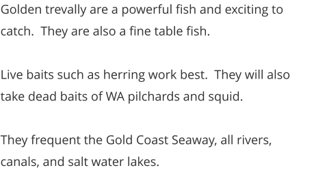Golden trevally are a powerful fish and exciting to catch.  They are also a fine table fish.  Live baits such as herring work best.  They will also take dead baits of WA pilchards and squid.  They frequent the Gold Coast Seaway, all rivers, canals, and salt water lakes.