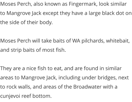 Moses Perch, also known as Fingermark, look similar to Mangrove Jack except they have a large black dot on the side of their body.  Moses Perch will take baits of WA pilchards, whitebait, and strip baits of most fish.  They are a nice fish to eat, and are found in similar areas to Mangrove Jack, including under bridges, next to rock walls, and areas of the Broadwater with a cunjevoi reef bottom.