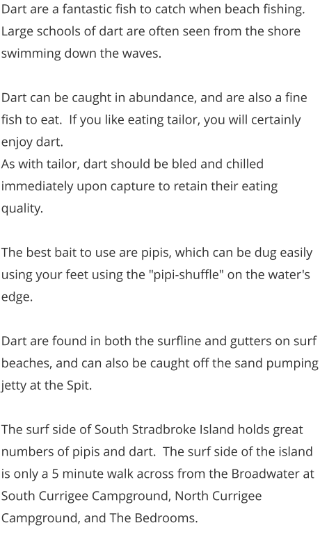 Dart are a fantastic fish to catch when beach fishing.  Large schools of dart are often seen from the shore swimming down the waves.  Dart can be caught in abundance, and are also a fine fish to eat.  If you like eating tailor, you will certainly enjoy dart. As with tailor, dart should be bled and chilled immediately upon capture to retain their eating quality.   The best bait to use are pipis, which can be dug easily using your feet using the "pipi-shuffle" on the water's edge.  Dart are found in both the surfline and gutters on surf beaches, and can also be caught off the sand pumping jetty at the Spit.    The surf side of South Stradbroke Island holds great numbers of pipis and dart.  The surf side of the island is only a 5 minute walk across from the Broadwater at South Currigee Campground, North Currigee Campground, and The Bedrooms.