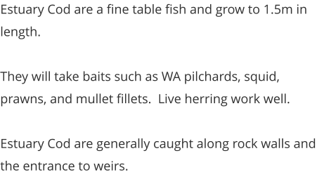 Estuary Cod are a fine table fish and grow to 1.5m in length.  They will take baits such as WA pilchards, squid, prawns, and mullet fillets.  Live herring work well.  Estuary Cod are generally caught along rock walls and the entrance to weirs.