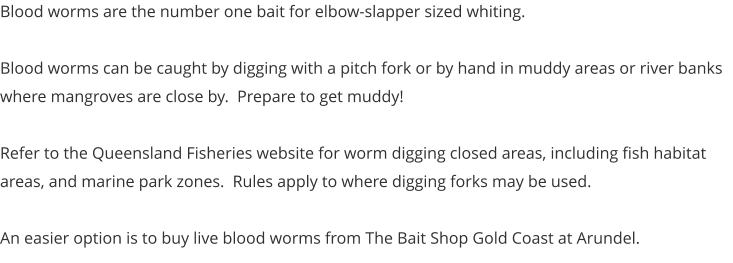 Blood worms are the number one bait for elbow-slapper sized whiting.  Blood worms can be caught by digging with a pitch fork or by hand in muddy areas or river banks where mangroves are close by.  Prepare to get muddy!  Refer to the Queensland Fisheries website for worm digging closed areas, including fish habitat areas, and marine park zones.  Rules apply to where digging forks may be used.  An easier option is to buy live blood worms from The Bait Shop Gold Coast at Arundel.