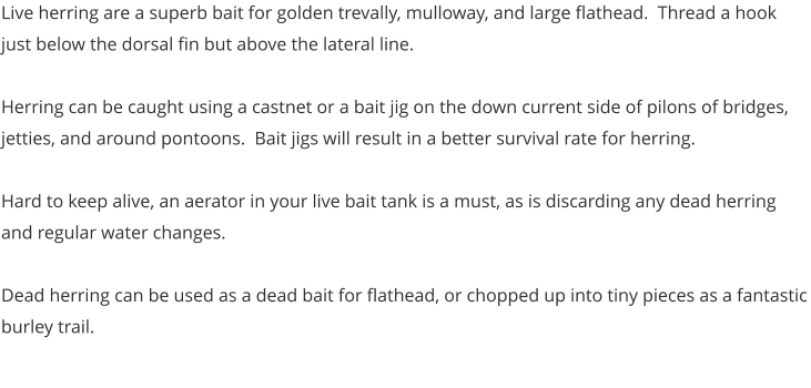 Live herring are a superb bait for golden trevally, mulloway, and large flathead.  Thread a hook just below the dorsal fin but above the lateral line.    Herring can be caught using a castnet or a bait jig on the down current side of pilons of bridges, jetties, and around pontoons.  Bait jigs will result in a better survival rate for herring.  Hard to keep alive, an aerator in your live bait tank is a must, as is discarding any dead herring and regular water changes.   Dead herring can be used as a dead bait for flathead, or chopped up into tiny pieces as a fantastic burley trail.