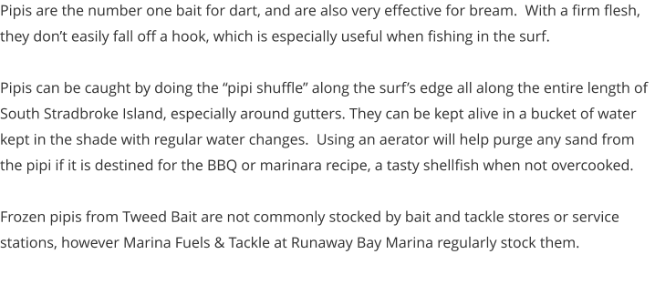 Pipis are the number one bait for dart, and are also very effective for bream.  With a firm flesh, they don’t easily fall off a hook, which is especially useful when fishing in the surf.  Pipis can be caught by doing the “pipi shuffle” along the surf’s edge all along the entire length of South Stradbroke Island, especially around gutters. They can be kept alive in a bucket of water kept in the shade with regular water changes.  Using an aerator will help purge any sand from the pipi if it is destined for the BBQ or marinara recipe, a tasty shellfish when not overcooked.     Frozen pipis from Tweed Bait are not commonly stocked by bait and tackle stores or service stations, however Marina Fuels & Tackle at Runaway Bay Marina regularly stock them.