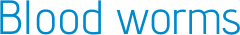 Blood worms