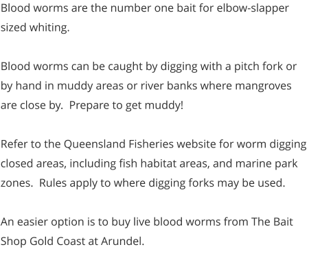 Blood worms are the number one bait for elbow-slapper sized whiting.  Blood worms can be caught by digging with a pitch fork or by hand in muddy areas or river banks where mangroves are close by.  Prepare to get muddy!  Refer to the Queensland Fisheries website for worm digging closed areas, including fish habitat areas, and marine park zones.  Rules apply to where digging forks may be used.  An easier option is to buy live blood worms from The Bait Shop Gold Coast at Arundel.