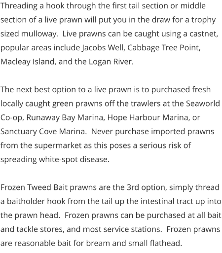 Threading a hook through the first tail section or middle section of a live prawn will put you in the draw for a trophy sized mulloway.  Live prawns can be caught using a castnet, popular areas include Jacobs Well, Cabbage Tree Point, Macleay Island, and the Logan River.  The next best option to a live prawn is to purchased fresh locally caught green prawns off the trawlers at the Seaworld Co-op, Runaway Bay Marina, Hope Harbour Marina, or Sanctuary Cove Marina.  Never purchase imported prawns from the supermarket as this poses a serious risk of spreading white-spot disease.  Frozen Tweed Bait prawns are the 3rd option, simply thread a baitholder hook from the tail up the intestinal tract up into the prawn head.  Frozen prawns can be purchased at all bait and tackle stores, and most service stations.  Frozen prawns are reasonable bait for bream and small flathead.