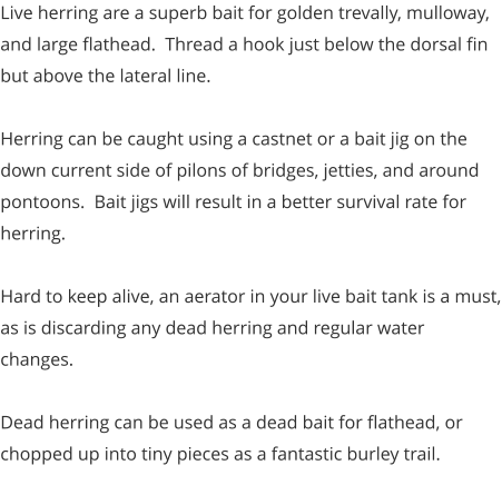 Live herring are a superb bait for golden trevally, mulloway, and large flathead.  Thread a hook just below the dorsal fin but above the lateral line.    Herring can be caught using a castnet or a bait jig on the down current side of pilons of bridges, jetties, and around pontoons.  Bait jigs will result in a better survival rate for herring.  Hard to keep alive, an aerator in your live bait tank is a must, as is discarding any dead herring and regular water changes.   Dead herring can be used as a dead bait for flathead, or chopped up into tiny pieces as a fantastic burley trail.