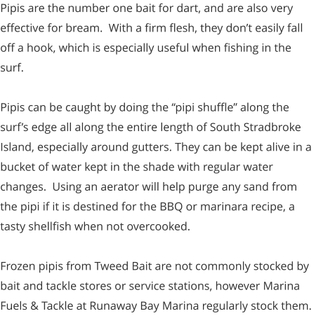 Pipis are the number one bait for dart, and are also very effective for bream.  With a firm flesh, they don’t easily fall off a hook, which is especially useful when fishing in the surf.  Pipis can be caught by doing the “pipi shuffle” along the surf’s edge all along the entire length of South Stradbroke Island, especially around gutters. They can be kept alive in a bucket of water kept in the shade with regular water changes.  Using an aerator will help purge any sand from the pipi if it is destined for the BBQ or marinara recipe, a tasty shellfish when not overcooked.     Frozen pipis from Tweed Bait are not commonly stocked by bait and tackle stores or service stations, however Marina Fuels & Tackle at Runaway Bay Marina regularly stock them.